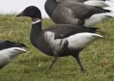 Zwarte Rotgans / Black Brant / Branta b. nigricans
