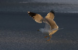 Geelpootmeeuw / Yellow-legged Gull / Larus michahellis