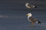 Geelpootmeeuw / Yellow-legged Gull / Larus michahellis