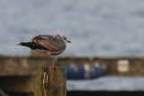 Stormmeeuw / Common Gull / Larus canus