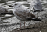 Pontische Meeuw / Caspian Gull / Larus cachinnans