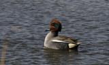 Wintertaling / Common Teal / Anas crecca