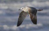 Pontische Meeuw / Caspian Gull / Larus cachinnans