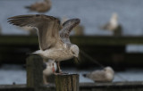 Pontische Meeuw / Caspian Gull / Larus cachinnans