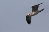 Stormmeeuw / Common Gull / Larus canus