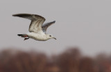 Stormmeeuw / Common Gull / Larus canus