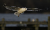 Stormmeeuw / Common Gull / Larus canus