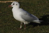 Kokmeeuw / Black-headed Gull / Chroicocephalus ridibundus