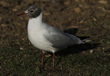Kokmeeuw / Black-headed Gull / Chroicocephalus ridibundus