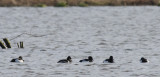 Ringsnaveleend / Ring-necked Duck / Aythya collaris