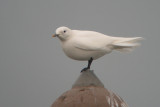 Ivoormeeuw / Ivory Gull / Pagophila eburnea