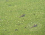 Kalanderleeuwerik / Calandra Lark / Melanocorypha calandra