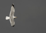 Stormmeeuw / Common Gull / Larus canus