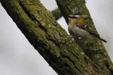 Vuurgoudhaan / Firecrest / Regulus ignicapillus