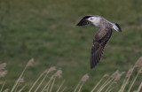 Kleine Mantelmeeuw / Lesser Black-backed Gull / Larus fuscus ssp.