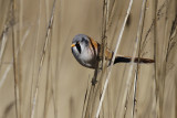 Baardman / Bearded Reedling / Panurus biarmicus