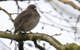 Grijze Junco / Dark-eyed Junco / Junco hyemalis hyemalis