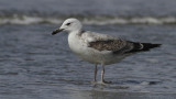 Pontische Meeuw / Caspian Gull / Larus cachinnans