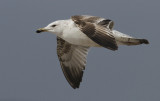 Pontische Meeuw / Caspian Gull / Larus cachinnans