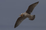 Zilvermeeuw / Herring Gull / Larus argentatus