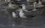 Pontische Meeuw / Caspian Gull / Larus cachinnans