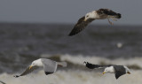 Kleine Mantelmeeuw / Lesser Black-backed Gull / Larus fuscus ssp.