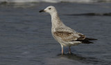 Pontische Meeuw / Caspian Gull / Larus cachinnans