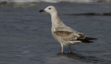 Pontische Meeuw / Caspian Gull / Larus cachinnans