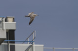 Thayers Meeuw / Thayer's Gull / Larus thayeri