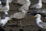 Zilvermeeuw / Herring Gull / Larus a. argentatus