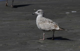 Zilvermeeuw / Herring Gull / Larus a. argentatus