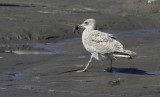 Zilvermeeuw / Herring Gull / Larus a. argentatus