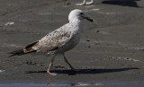 Pontische Meeuw / Caspian Gull / Larus cachinnans