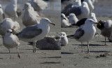 Pontische Meeuw / Caspian Gull / Larus cachinnans