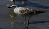 Geelpootmeeuw / Yellow-legged Gull / Larus michahellis