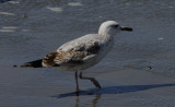 Pontische Meeuw / Caspian Gull / Larus cachinnans