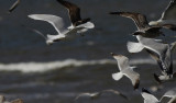 Kumliens Meeuw / Kumliens Gull / Larus glaucoides kumlieni