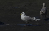 Kumliens Meeuw / Kumlien's Gull / Larus glaucoides kumlieni