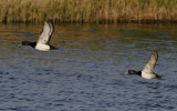Ringsnaveleend / Ring-necked Duck / Aythya collaris