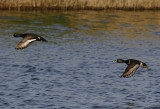 Ringsnaveleend / Ring-necked Duck / Aythya collaris