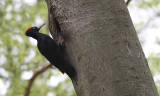 Zwarte Specht / Black Woodpecker / Dryocopus martius