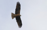 Zwarte Wouw / Black Kite / Milvus migrans