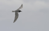 Zwarte Stern / Black Tern / Chlidonias niger