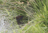 Kleinst Waterhoen / Baillons Crake / Zapornia pusilla