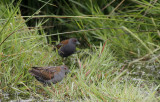 Kleinst Waterhoen / Baillons Crake / Zapornia pusilla