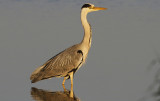 Blauwe Reiger / Grey Heron / Ardea cinerea