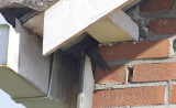 Gierzwaluw / Common Swift / Apus apus