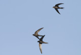 Gierzwaluw / Common Swift / Apus apus