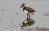 Kievit / Northern Lapwing / Vanellus vanellus