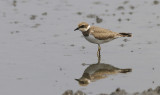 Kleine Plevier / Little Ringed Plover / Charadrius dubius